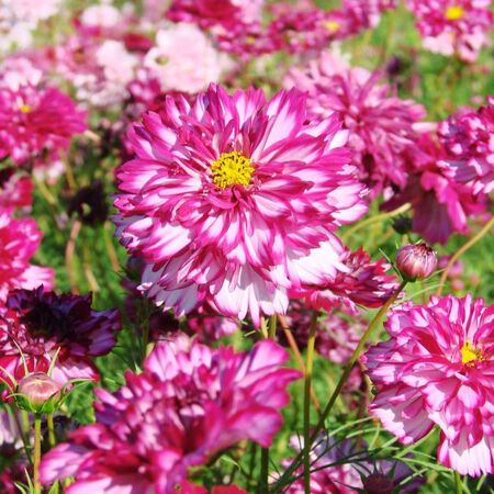 Violet Bicolor Double Click, Cosmo Seeds - Packet image number null